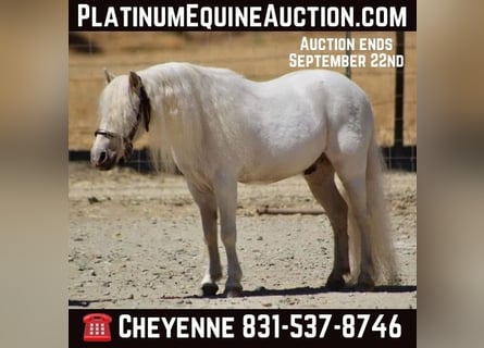 Ponis Shetland, Caballo castrado, 7 años, White/Blanco