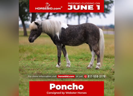 Ponis Shetland, Caballo castrado, 8 años, 107 cm, Tobiano-todas las-capas