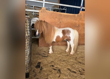 Ponis Shetland, Semental, 14 años, 85 cm, Pío