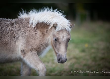 Ponis Shetland, Semental, 1 año, 100 cm, Alazán