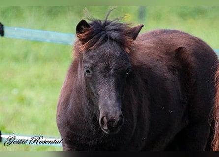 Ponis Shetland, Semental, 1 año, 110 cm, Negro