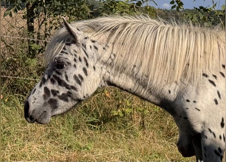 Ponis Shetland, Semental, 1 año, 113 cm, Atigrado/Moteado