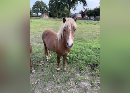 Ponis Shetland Mestizo, Semental, 2 años, 110 cm, Alazán