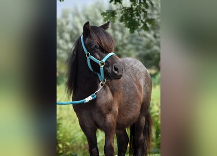 Ponis Shetland, Semental, 2 años, 97 cm, Negro