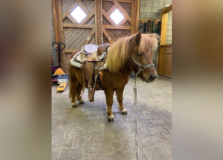 Ponis Shetland, Semental, 4 años, 85 cm
