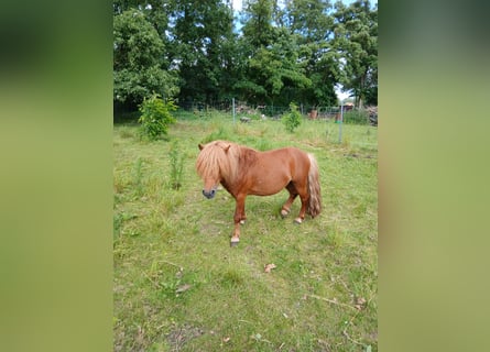 Ponis Shetland, Semental, 6 años, 100 cm, Alazán