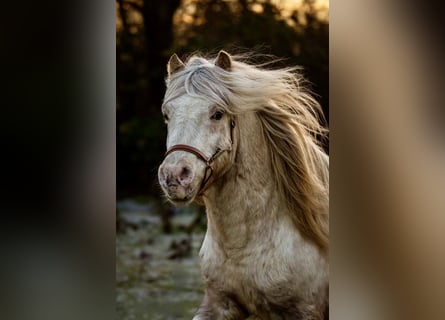 Ponis Shetland, Semental, 7 años, 112 cm, Atigrado/Moteado