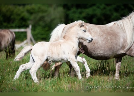 Ponis Shetland, Semental, Potro (06/2024), 100 cm, Alazán