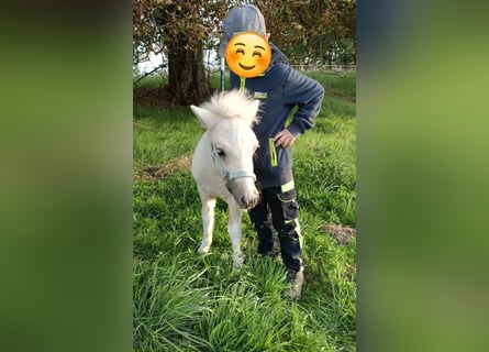 Ponis Shetland, Semental, Potro (04/2026), 100 cm, Palomino