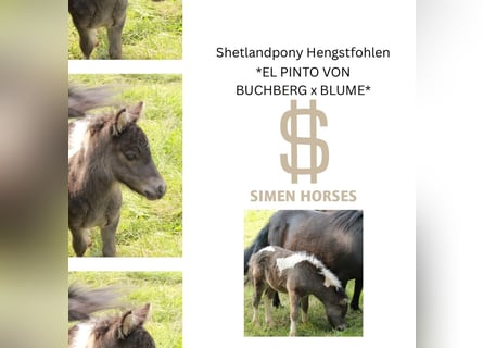 Ponis Shetland, Semental, , 100 cm, Pío