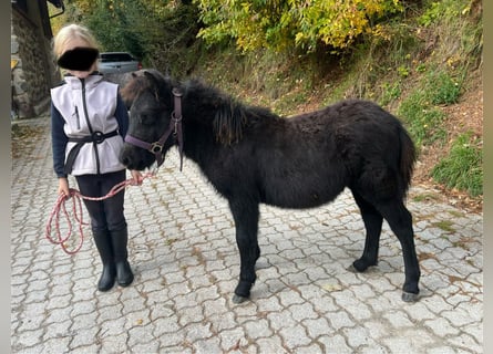 Ponis Shetland, Semental, Potro (05/2024), 100 cm, Tordo