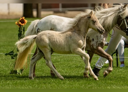 Ponis Shetland, Semental, Potro (05/2025), 105 cm, Atigrado/Moteado