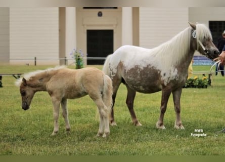 Ponis Shetland, Semental, , 105 cm, Atigrado/Moteado