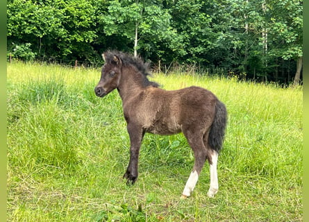Ponis Shetland, Semental, Potro (05/2026), 105 cm, Tobiano-todas las-capas