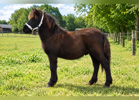 Ponis Shetland, Semental, Potro (01/2026)