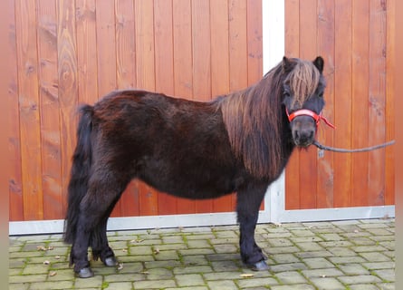 Ponis Shetland, Yegua, 10 años, 95 cm