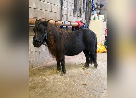 Ponis Shetland, Yegua, 10 años, 96 cm, Negro