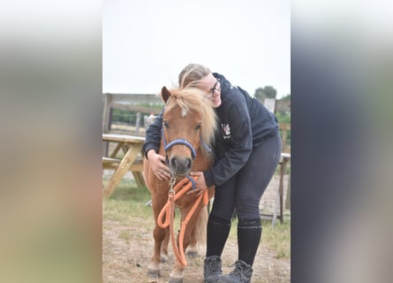 Ponis Shetland, Yegua, 10 años, Alazán