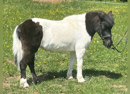 Ponis Shetland, Yegua, 14 años, 114 cm, Pío