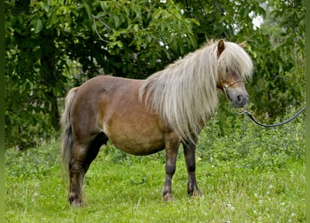 Ponis Shetland, Yegua, 14 años, 89 cm, Alazán