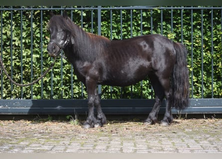 Ponis Shetland, Yegua, 18 años, 101 cm, Negro