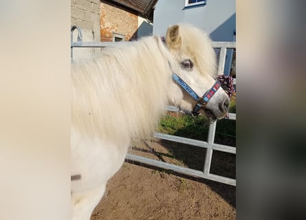 Ponis Shetland, Yegua, 19 años, 112 cm, Tordo