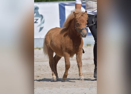 Ponis Shetland, Yegua, 1 año, Alazán-tostado