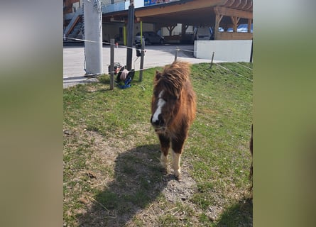 Ponis Shetland, Yegua, 1 año