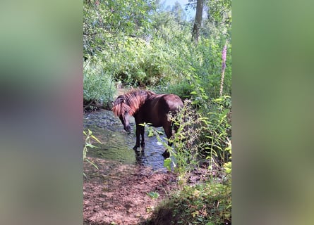 Ponis Shetland, Yegua, 2 años, 103 cm, Negro