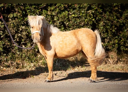 Ponis Shetland, Yegua, 2 años, 75 cm, Palomino