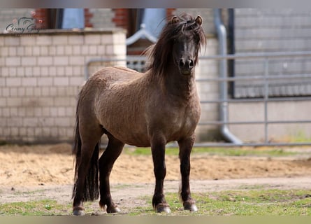 Ponis Shetland, Yegua, 4 años, 105 cm, Bayo