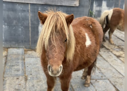 Ponis Shetland, Yegua, 4 años, 90 cm, Alazán