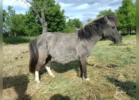 Ponis Shetland, Yegua, 4 años, 97 cm, Grullo