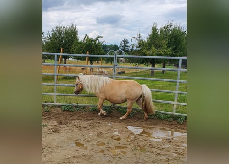 Ponis Shetland, Yegua, 5 años, 105 cm, Champán