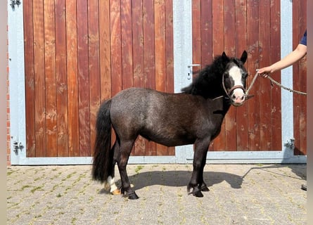 Ponis Shetland, Yegua, 5 años, 85 cm