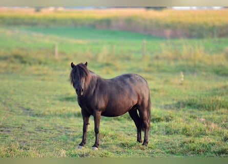 Ponis Shetland, Yegua, 5 años, 90 cm, Negro