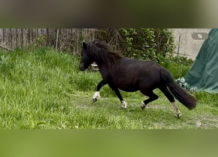 Ponis Shetland, Yegua, 6 años, 105 cm, Pío