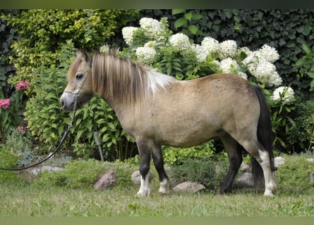 Ponis Shetland, Yegua, 6 años, 81 cm, Buckskin/Bayo