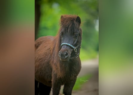 Ponis Shetland, Yegua, 6 años, 85 cm, Castaño oscuro