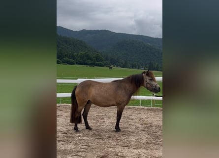 Ponis Shetland, Yegua, 7 años, 108 cm