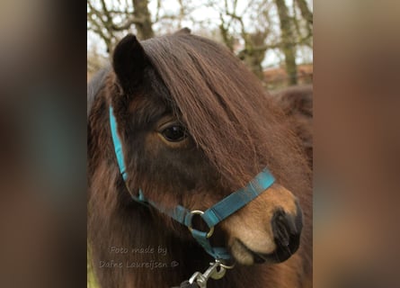 Ponis Shetland, Yegua, 7 años, Castaño