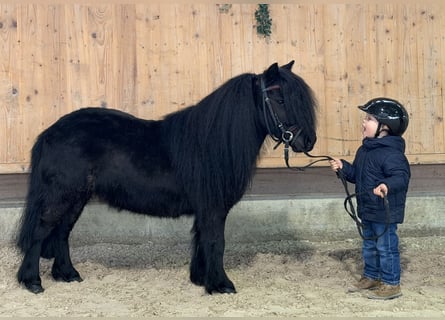 Ponis Shetland, Yegua, 9 años, 100 cm, Negro