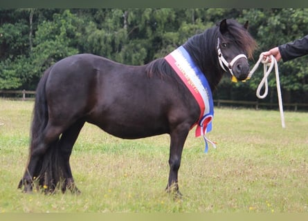 Ponis Shetland, Yegua, 9 años, 104 cm, Negro