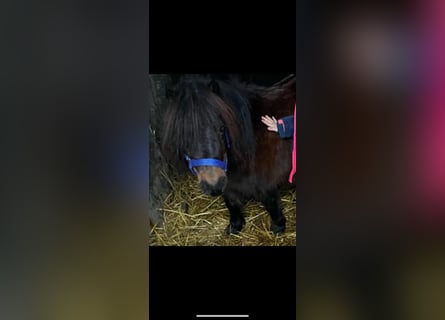 Ponis Shetland, Yegua, 9 años, 80 cm, Castaño