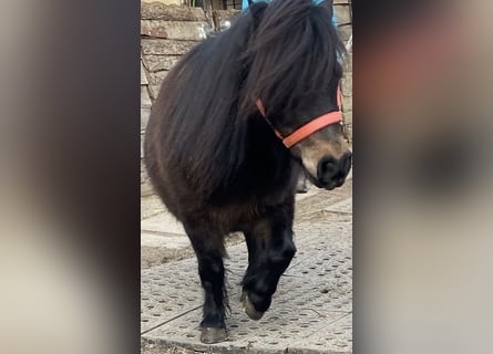 Ponis Shetland, Yegua, 9 años, 80 cm, Castaño