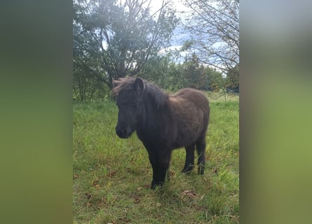 Ponis Shetland, Yegua, Potro (04/2025), 105 cm, Negro