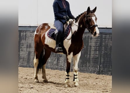 Pony belga, Caballo castrado, 11 años, 150 cm, Pío