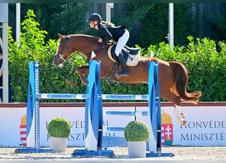 Pony belga, Caballo castrado, 12 años, 149 cm, Alazán-tostado