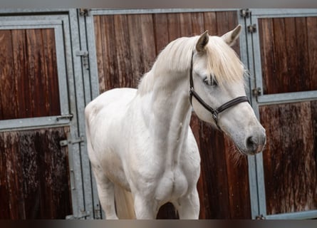 Pony belga, Caballo castrado, 12 años, 155 cm