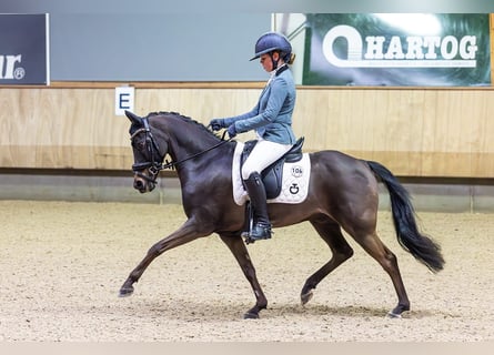 Pony belga, Caballo castrado, 13 años, 135 cm, Castaño oscuro